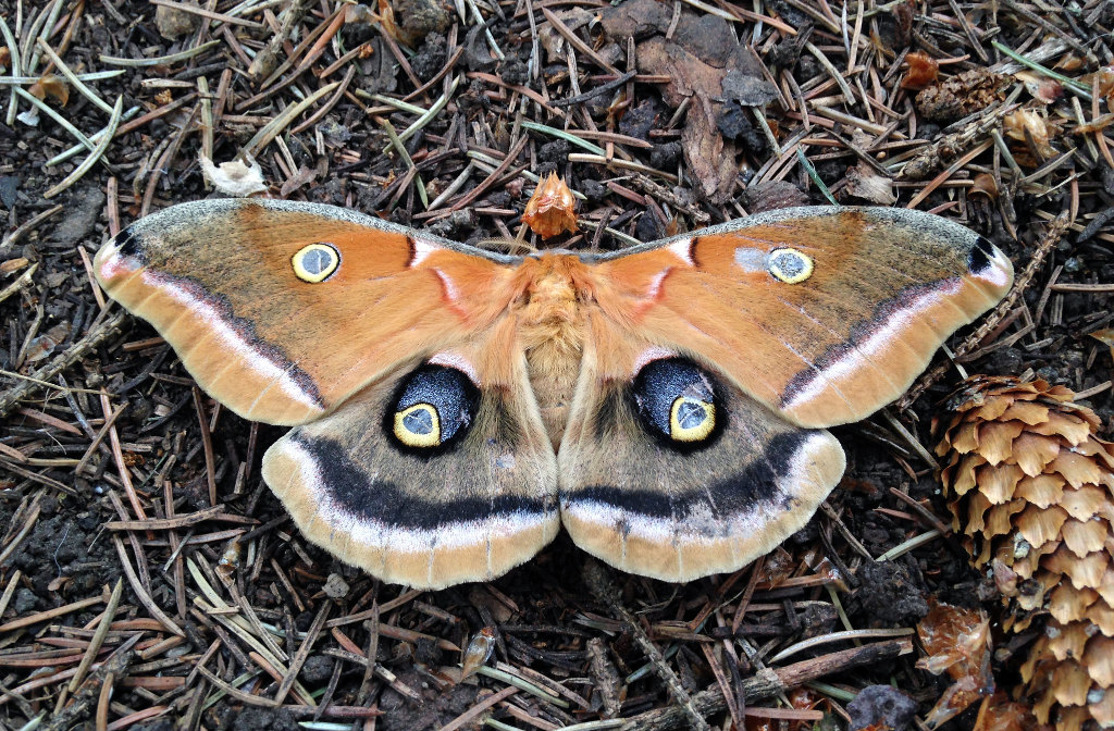 Polyphemus Moth