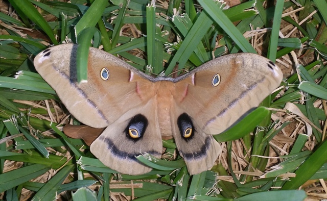 Polyphemus Moth