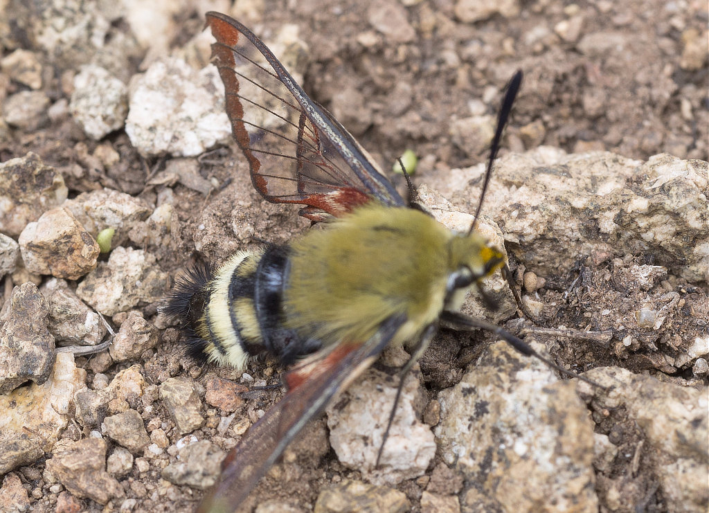 Rocky Mountain Clearwing (Hemaris thetis)