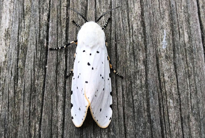 Salt Marsh Moth