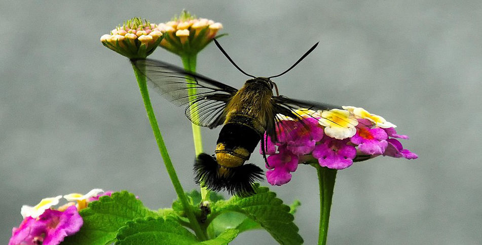 Snowberry Clearwing Moth nectaring on Lantana