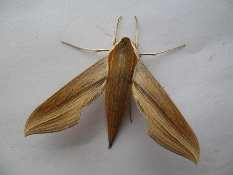 Tersa Sphinx Moth