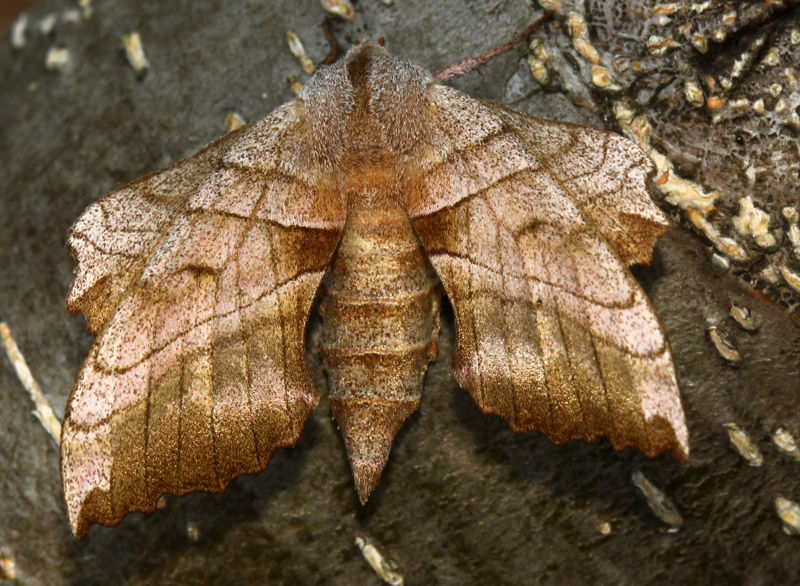 Walnut Sphinx Moth