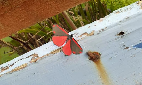 Cinnabar Moth, Dunoon Argyll Scotland