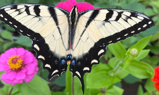 Eastern Tiger Swallowtail, Oakland, Michigan, August, 2022