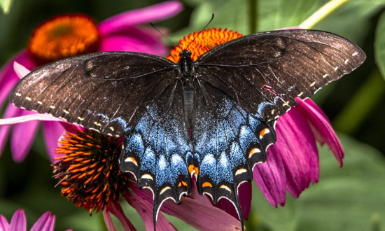 Female Tiger Swallowtail Butterfly, dark dimorphic color form