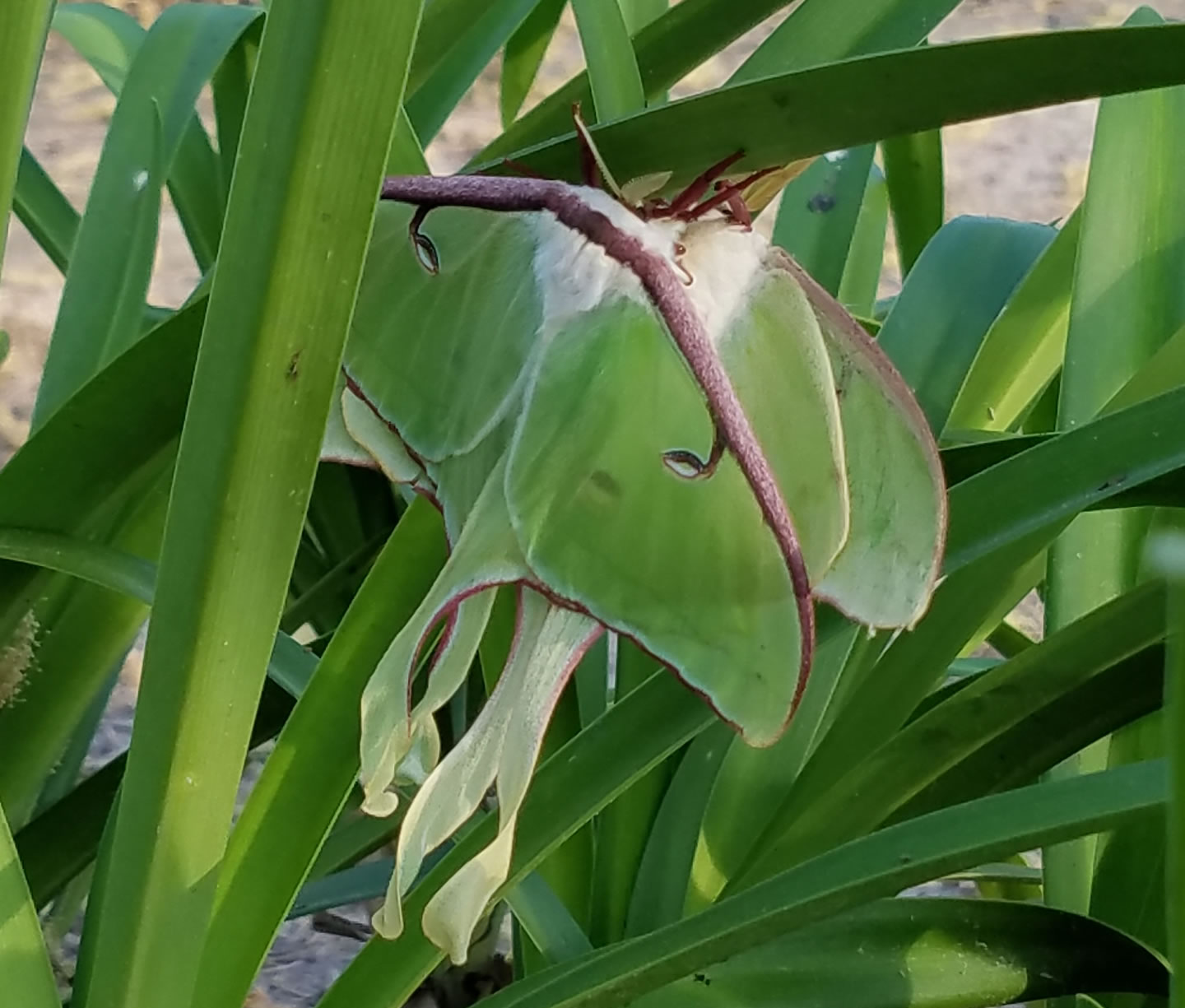 Luna Moths mating, Shenandoah, Texas