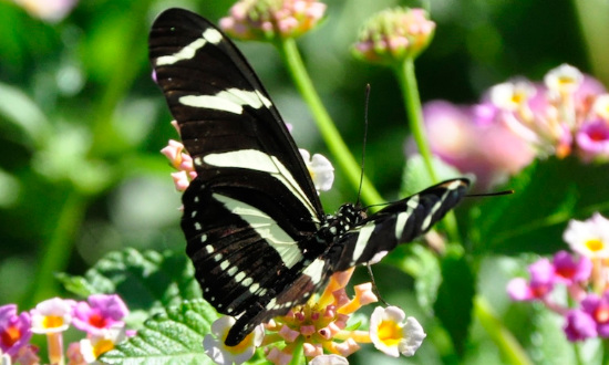Zebra Heliconian in San Antonio, TX