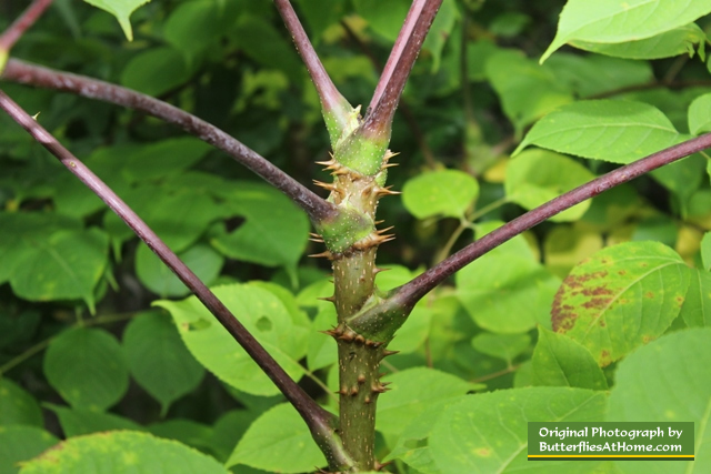 Hercules Club or Devil's Walkingstick growing in the East Texas woods