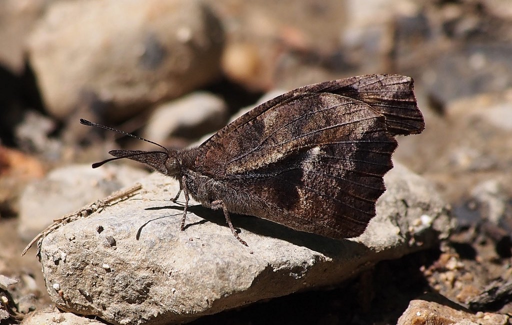 American Snout Butterfly