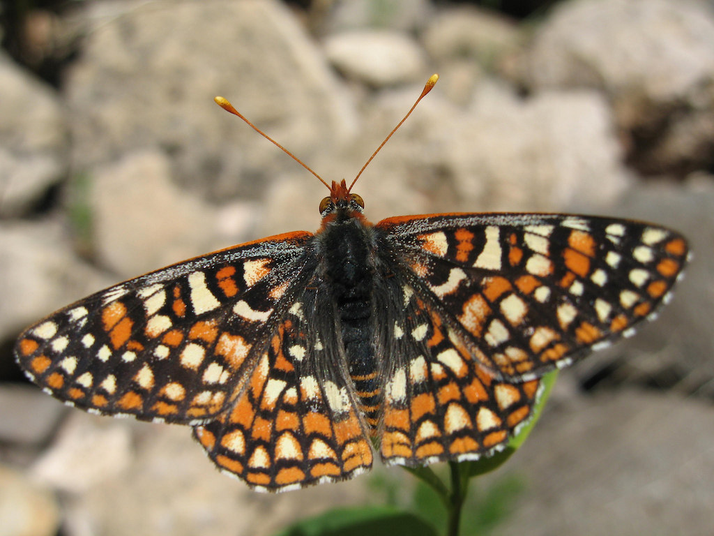 Anicia Variable Checkerspot Butterfly