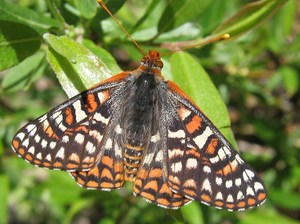 Variable Checkerspot Butterfly