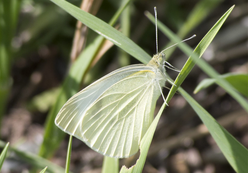 Cabbage White Butterfly