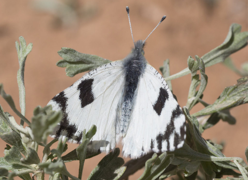 Desert Marble Butterfly