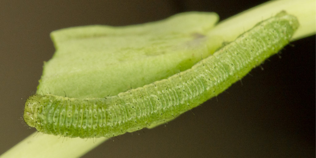 Desert Marble Caterpillar