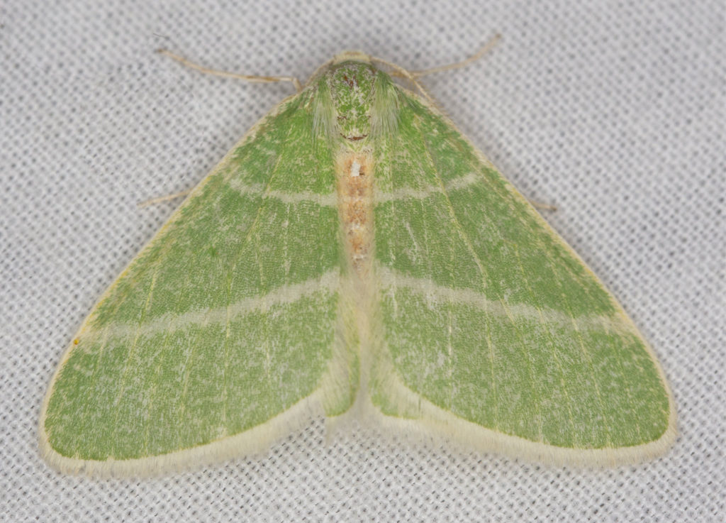Emerald Moth