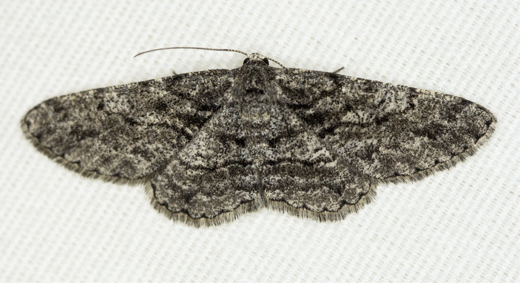 Geometer Moth