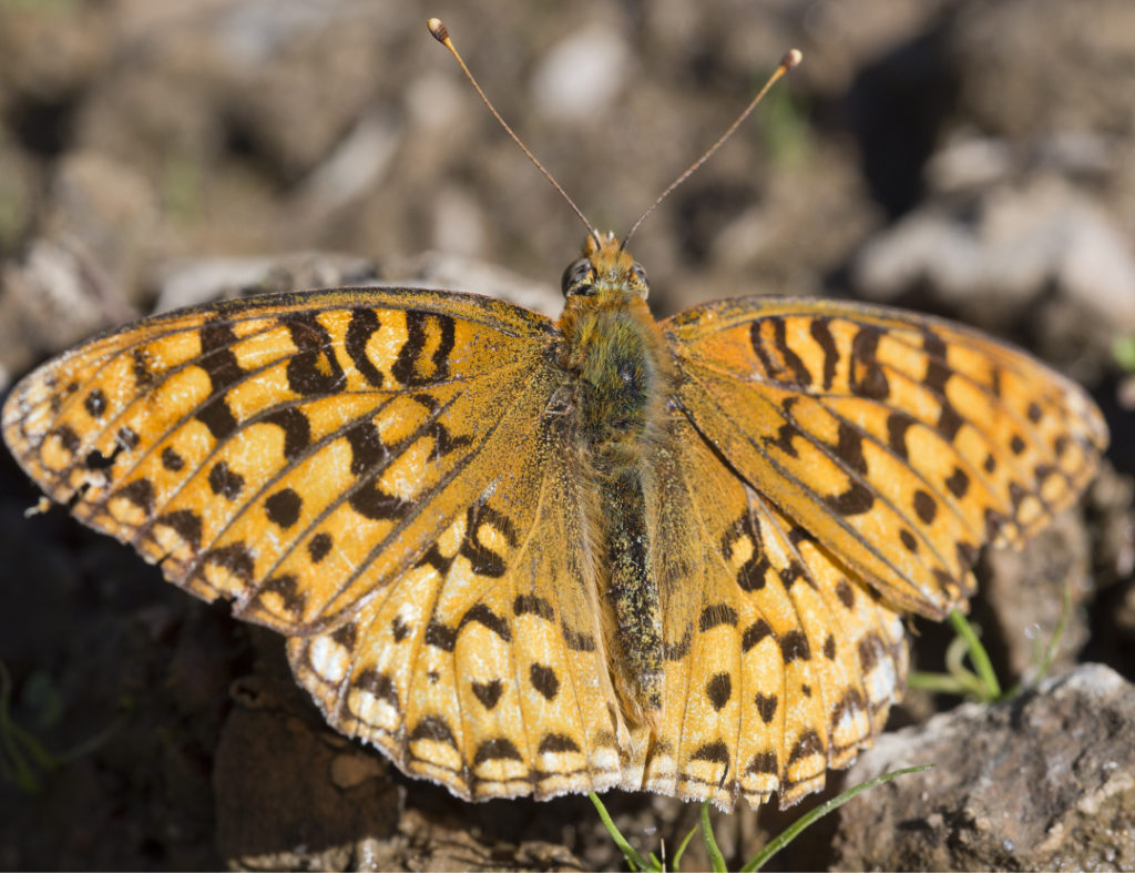 Great Basin Fritillary - dorsal view