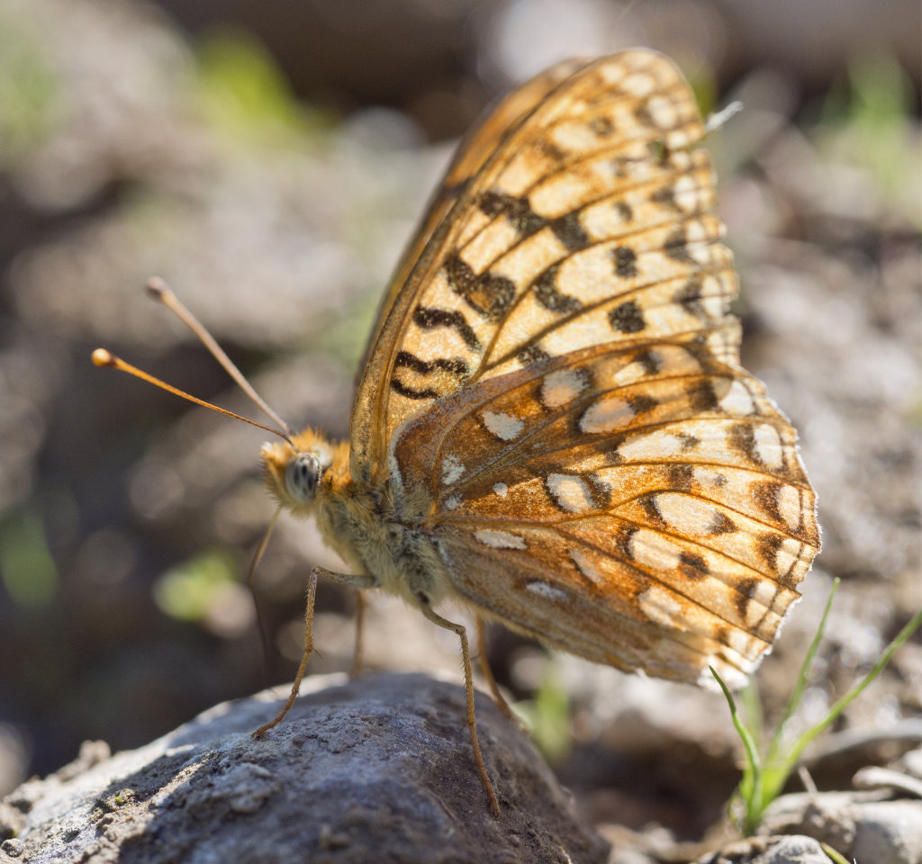 Great Basin Fritillary - ventral view