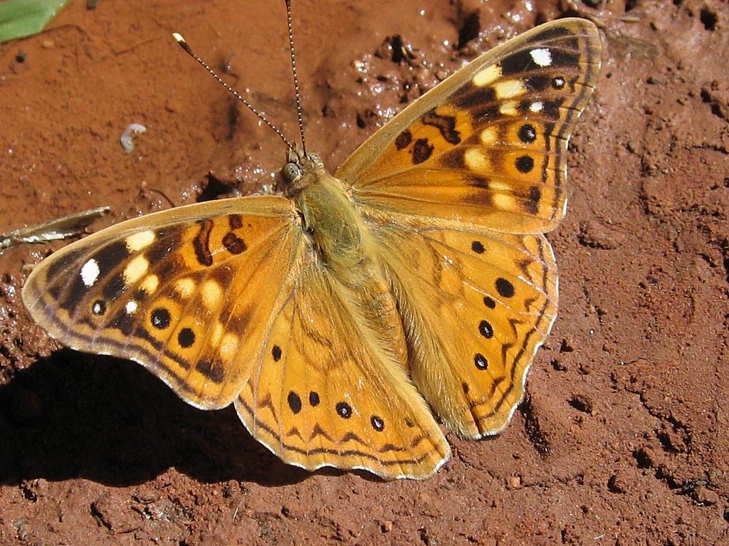 Hackberry Emperor Butterfly