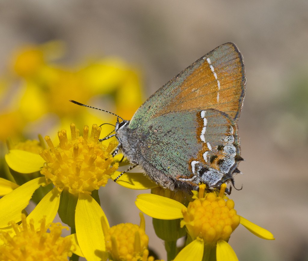 Juniper Hairstreak Butterfly in Uta