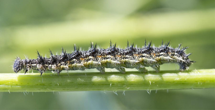 White-lined Sphinx Moth Caterpillar 