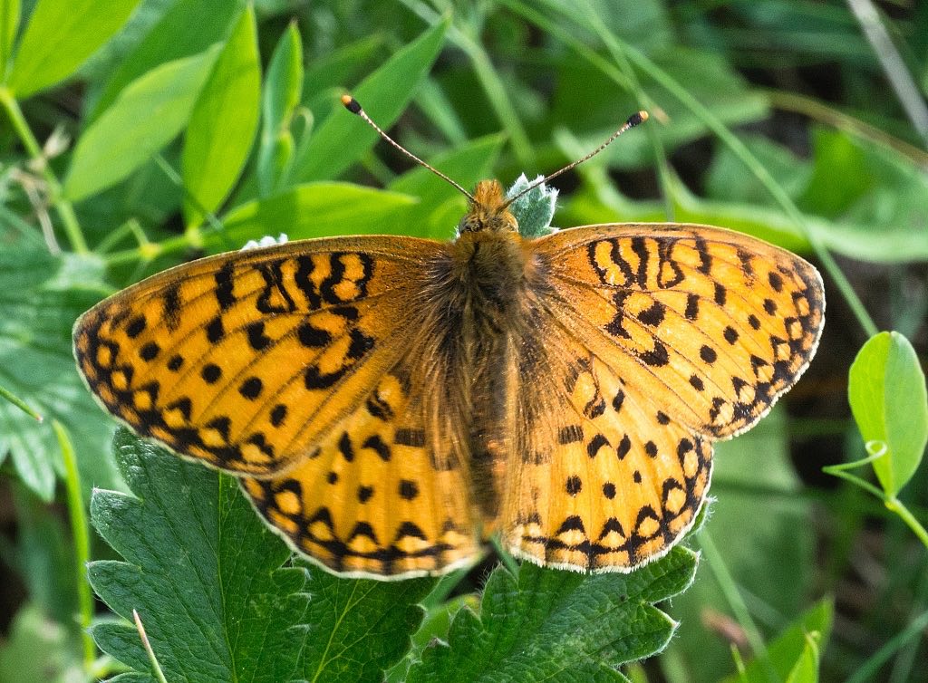 Mormon Fritillary Butterfly