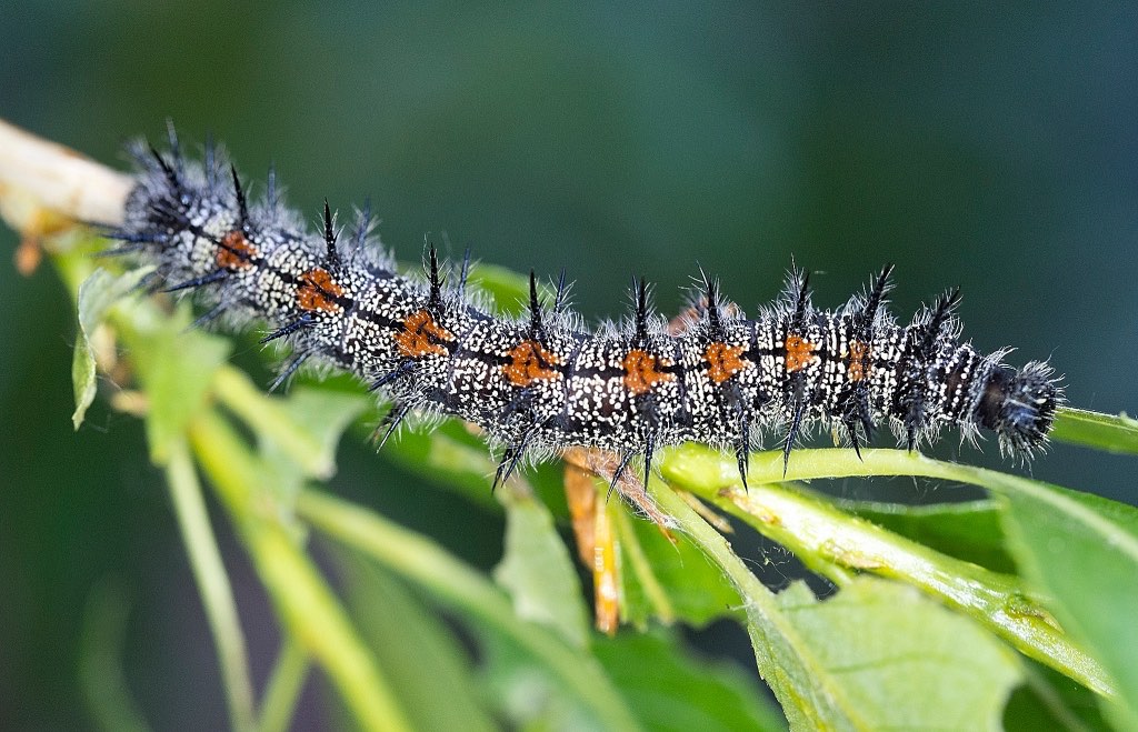 Mourning Cloak Butterfly Caterpillar