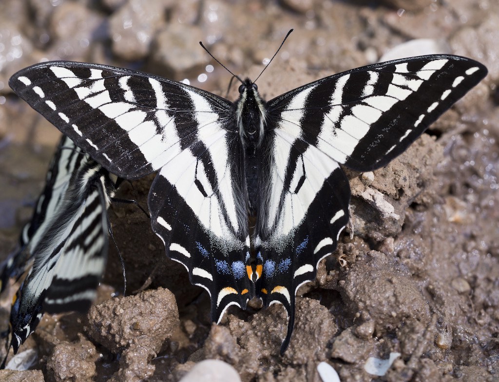 Pale Swallowtail Butterfly
