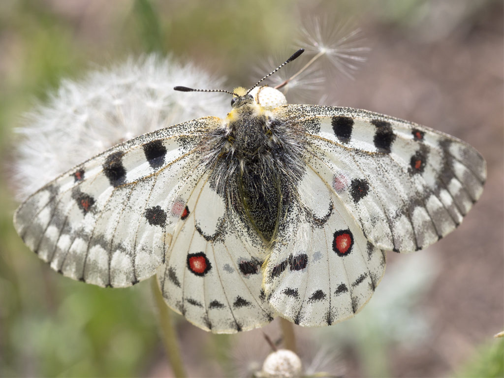 Rocky Mountain Parnassian Butterfly