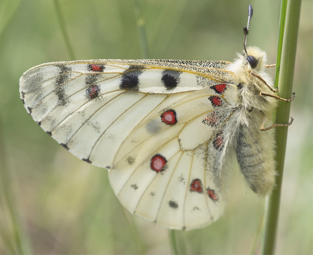 Rocky Mountain Parnassian Butterfly