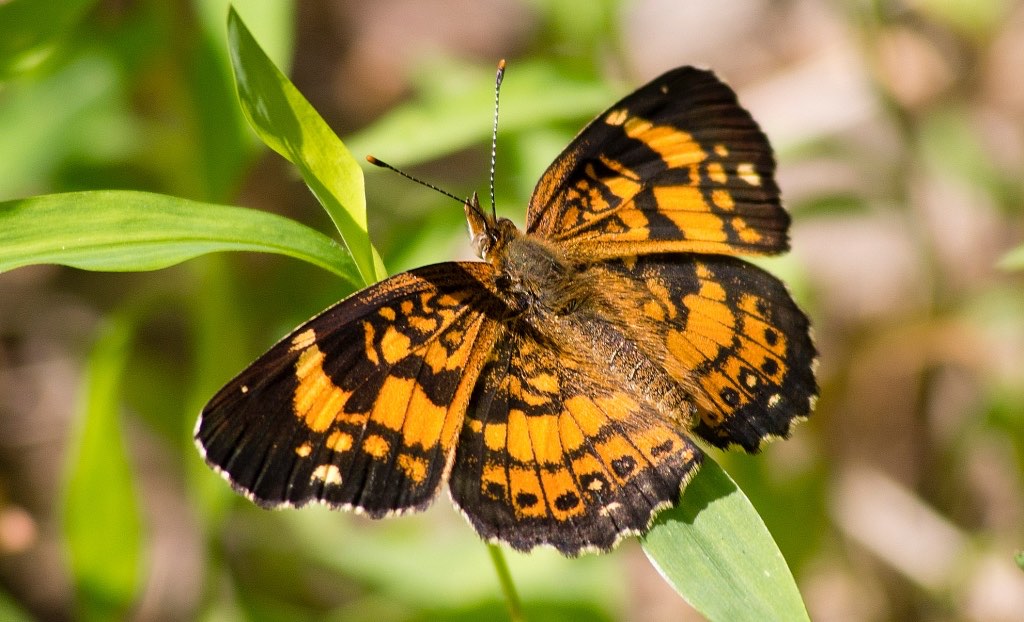 Silvery Checkerspot Butterfly