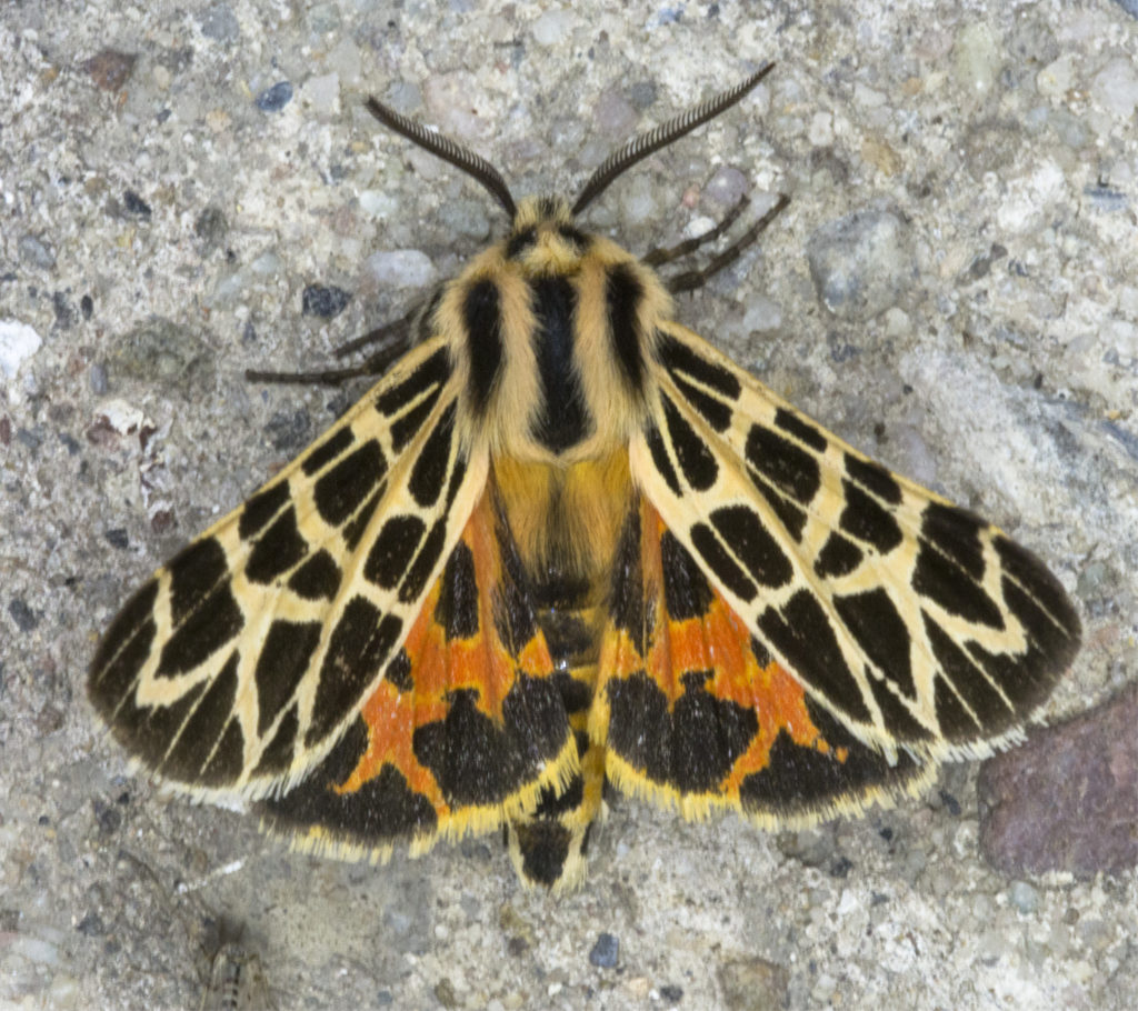 Tiger Moth