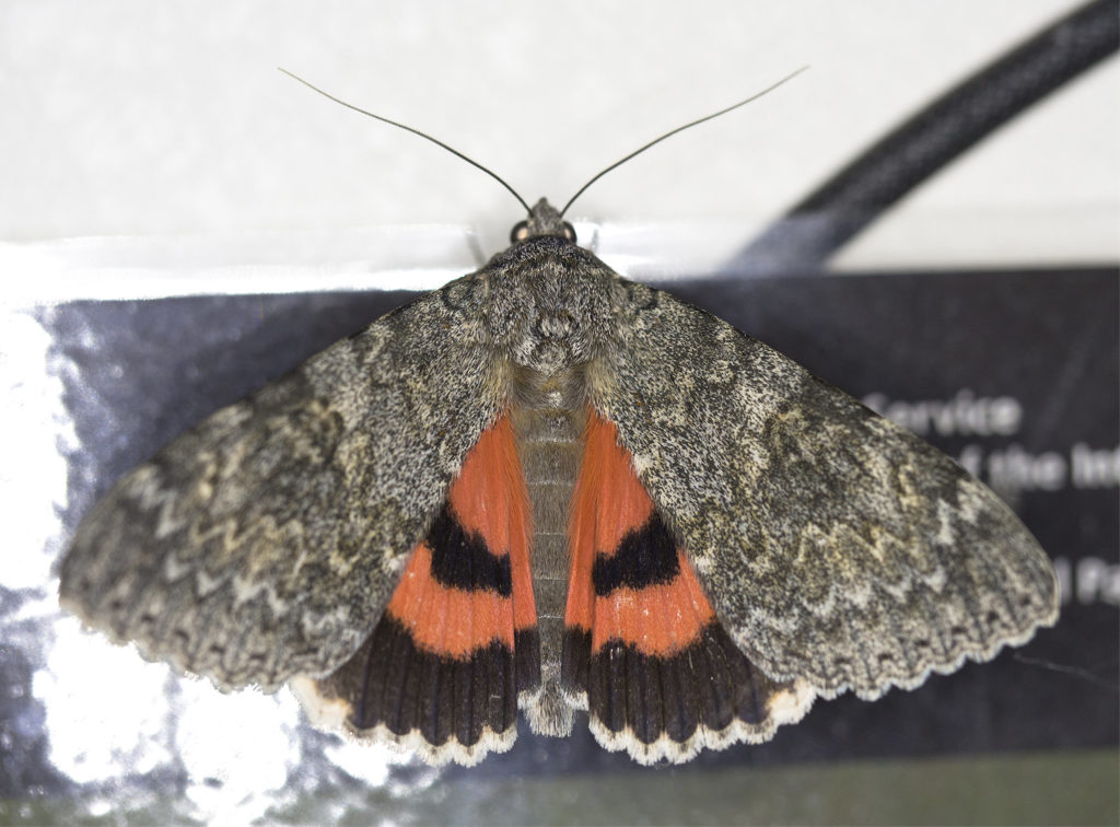 Underwing Moth