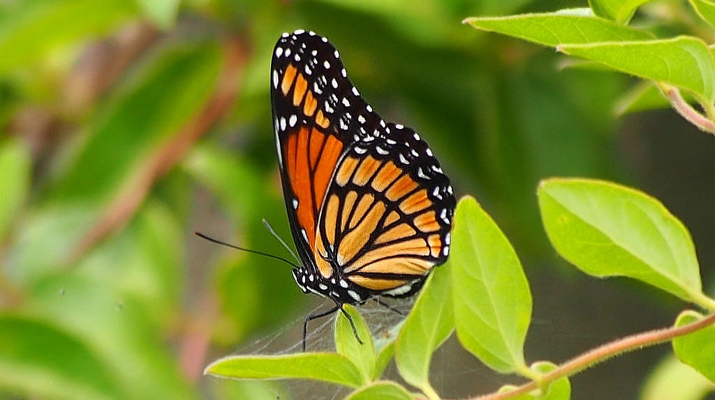 Viceroy Butterfly