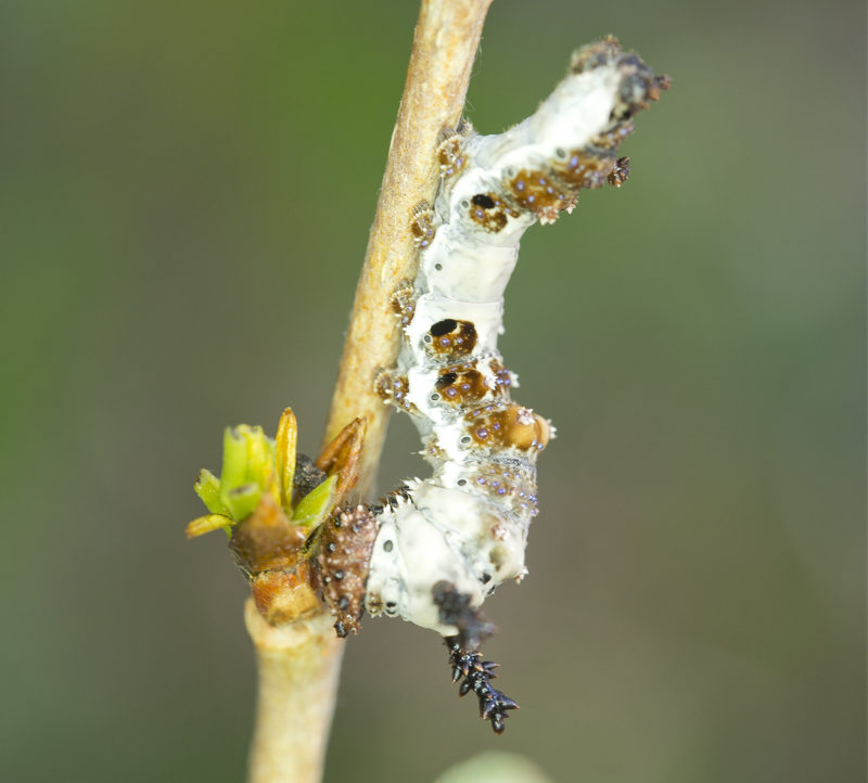 Weidemeyer's Admiral Caterpillar 