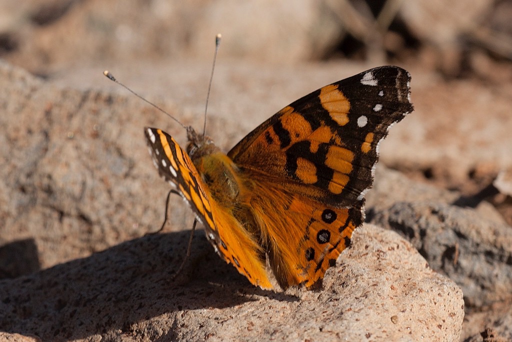 West Coast Lady Butterfly