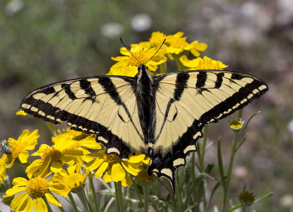 Western Tiger Swallowtail Butterfly