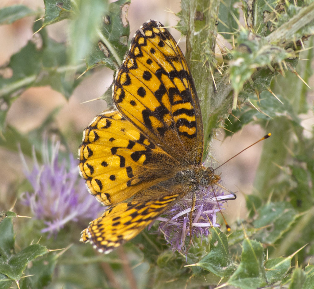 Zerene Fritillary Butterfly