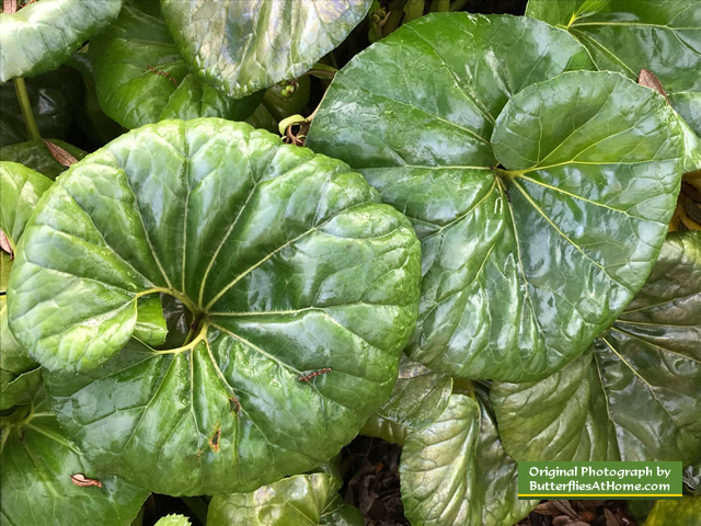 A bed of Ligularia Gigantia at the Cerulean Park