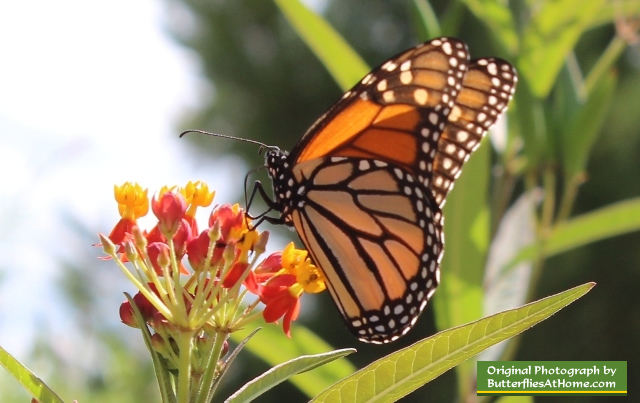 Monarch Butterfly on Milkweed at the Cerulean Park in WaterColor, Florida