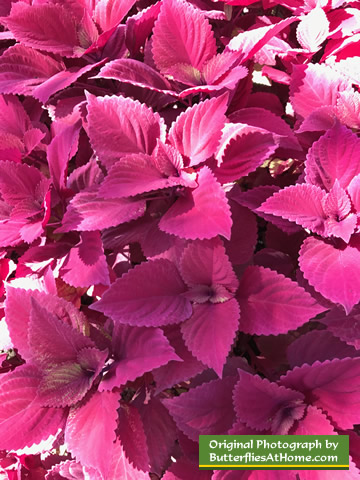 Pink Coleus in autumn at the Cerulean Park